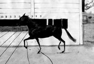 Muybridge’s Strings, Koji Yamamura, LIAF, London International Animation Festival, 2012