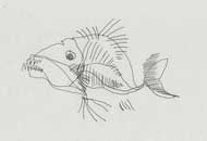 Strange Fish, Steven Subotnick, LIAF, London International Animation Festival
