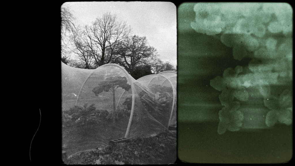 On Hannah Fields, Lewis Heriz, LIAF, London International Animation Festival